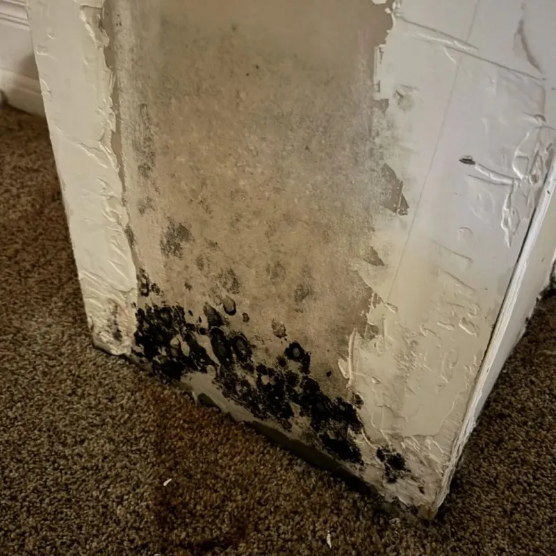 Professional Mold Removal in Ogdensburg, NY
